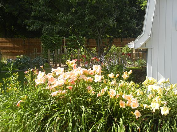 Summer perrenials