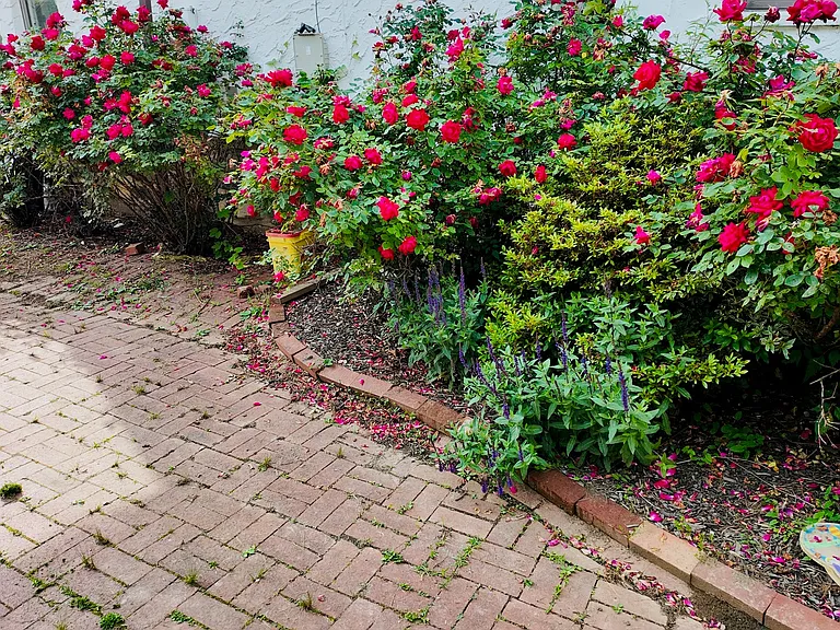 Side yard rose garden