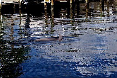 Dolphins swim in your back yard!