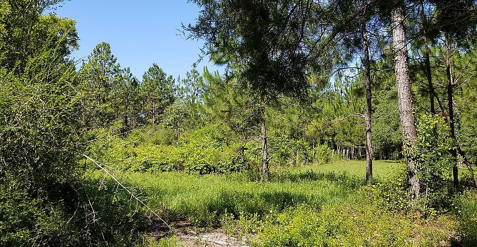 Vineyard from the side