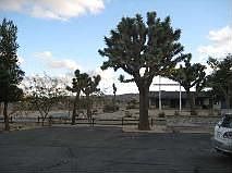 Lots of ancient Joshua Trees