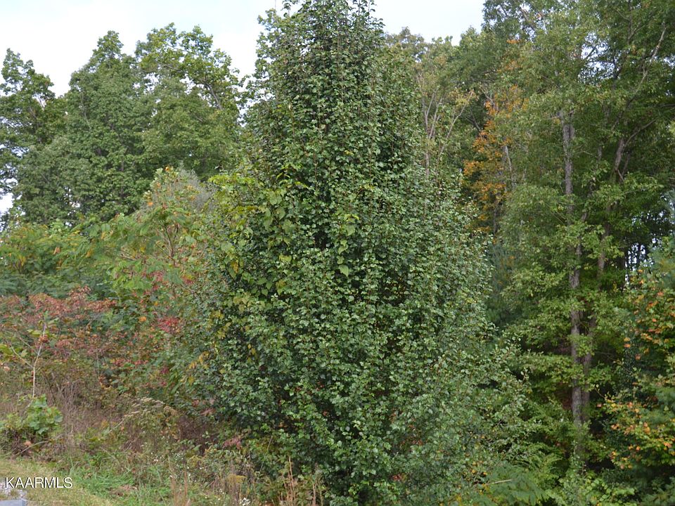 2nd image of Foxfire Rd