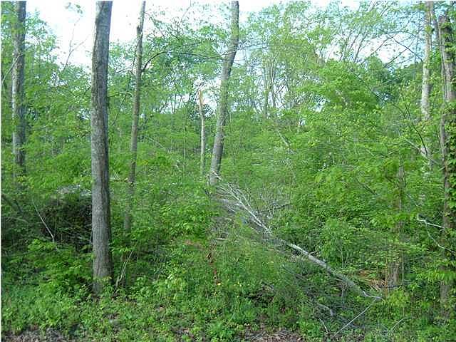 2nd image of 8158 Savannah Hills Dr
