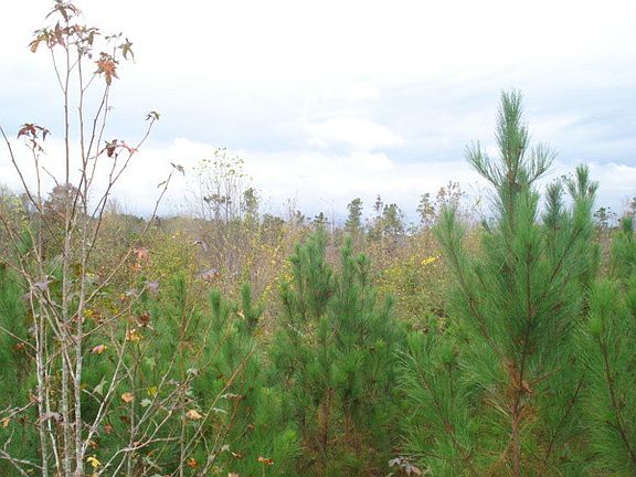 2nd image of 1842 Coosa County Road 50