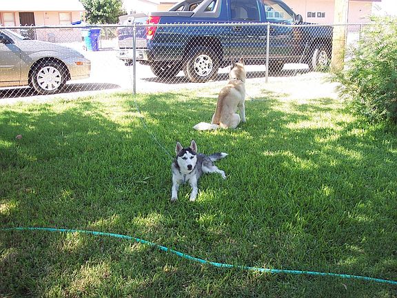 green grass front yard