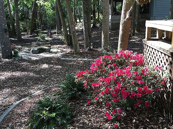 Back yard 