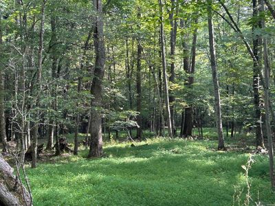 0 Bonner Mountain Rd, Davis, WV, 26260