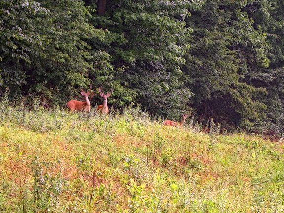 Wildlife in the backyard