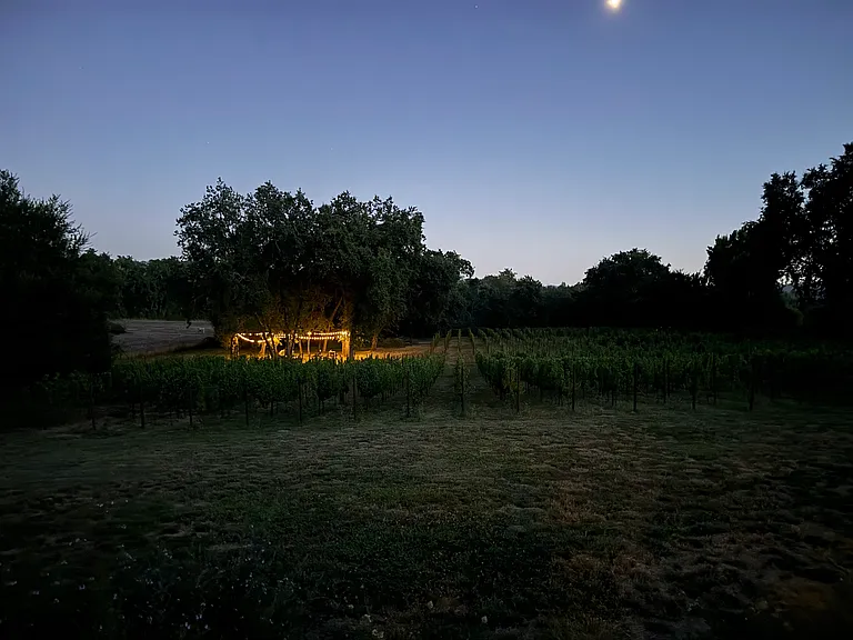 Camping down under the oaks