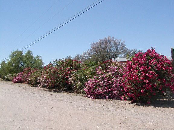6 ft oleanders on outside of fence in front of house