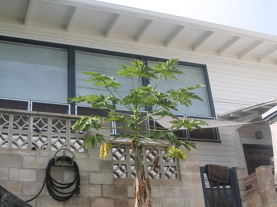1st image of 2036 Leiloke Dr APT A