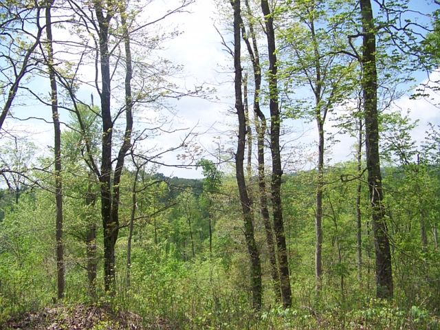 2nd image of Vacant Land