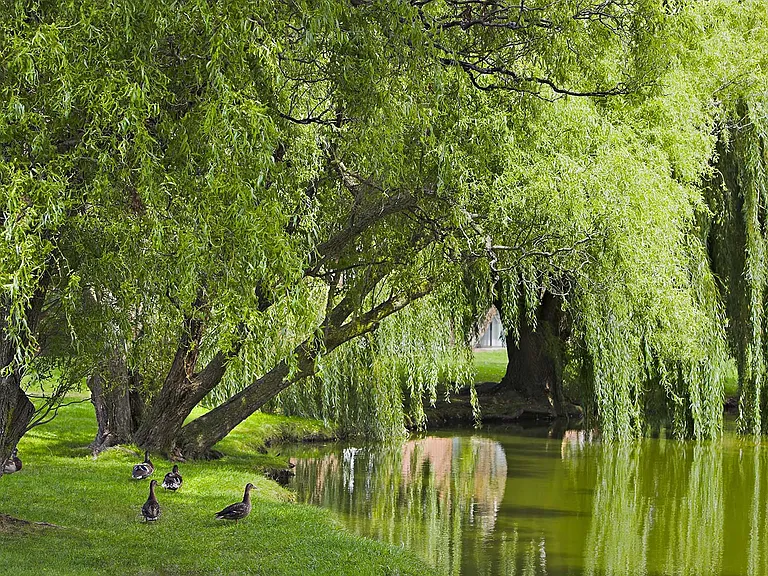 Duck Pond