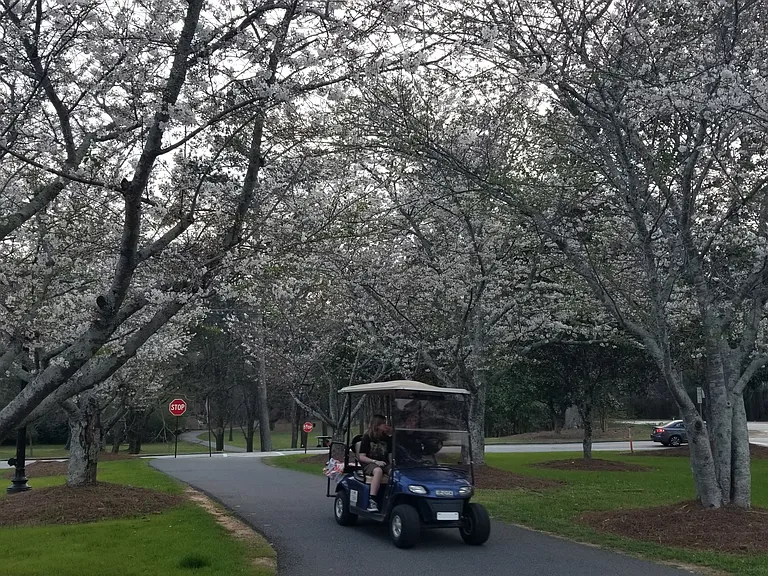 Cherry blossom season in Peachtree City - the path in front of the PTC Library