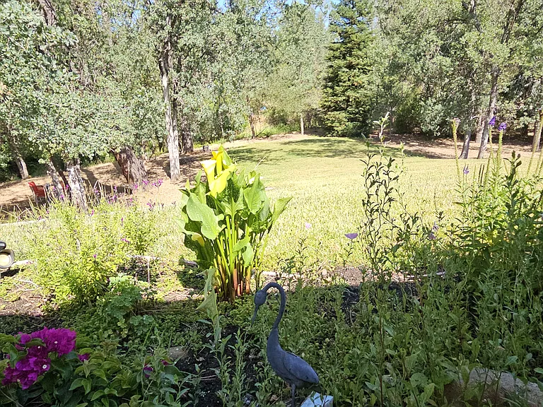 backyard view