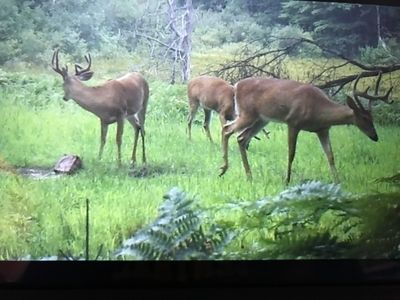 80th Ave, Evart, MI, 49631