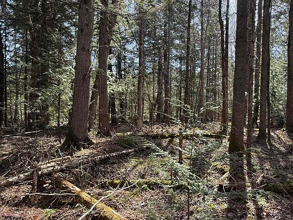 4th image of Woods Road