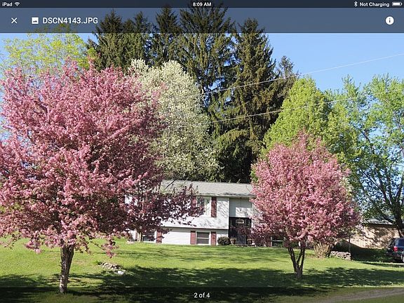 Cherry trees in blossom