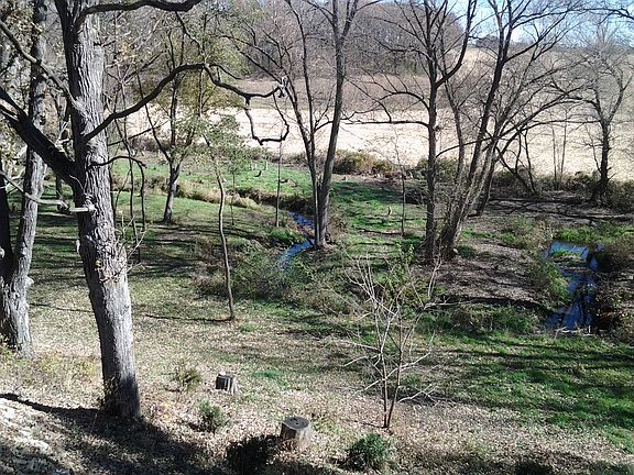 back yard