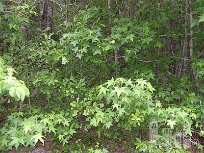 4th image of 32 DOGWOOD Lane LOT 32