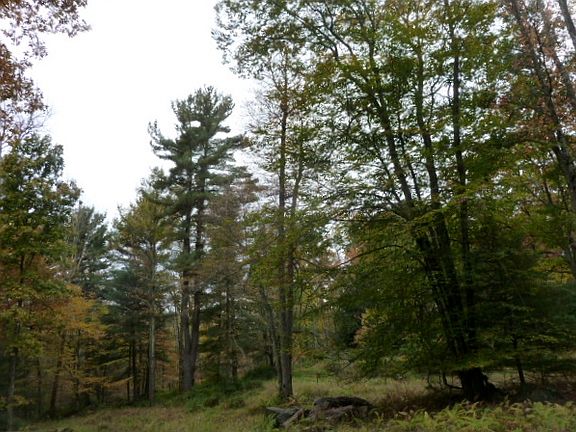 5th image of Wildwood Way