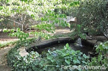 Koi pond