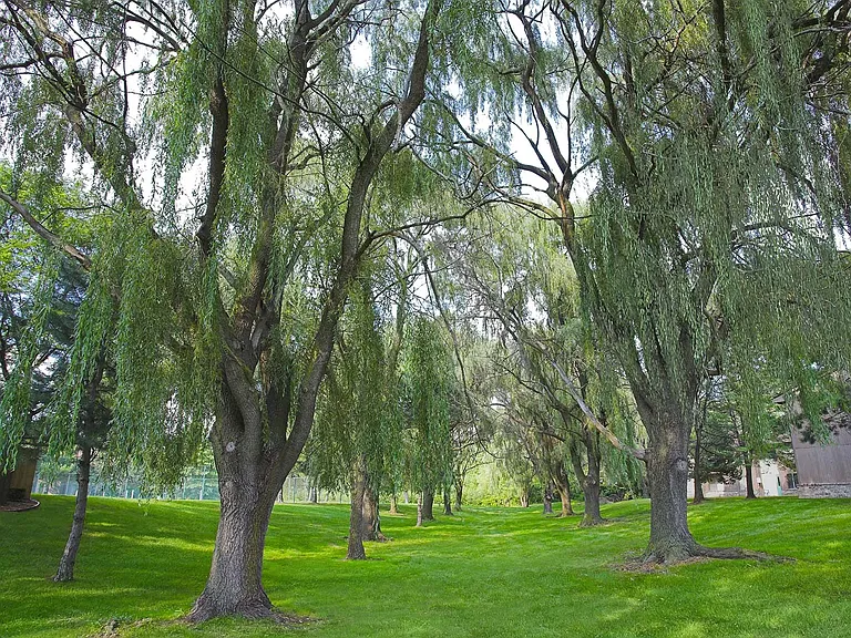 Beautiful Grounds