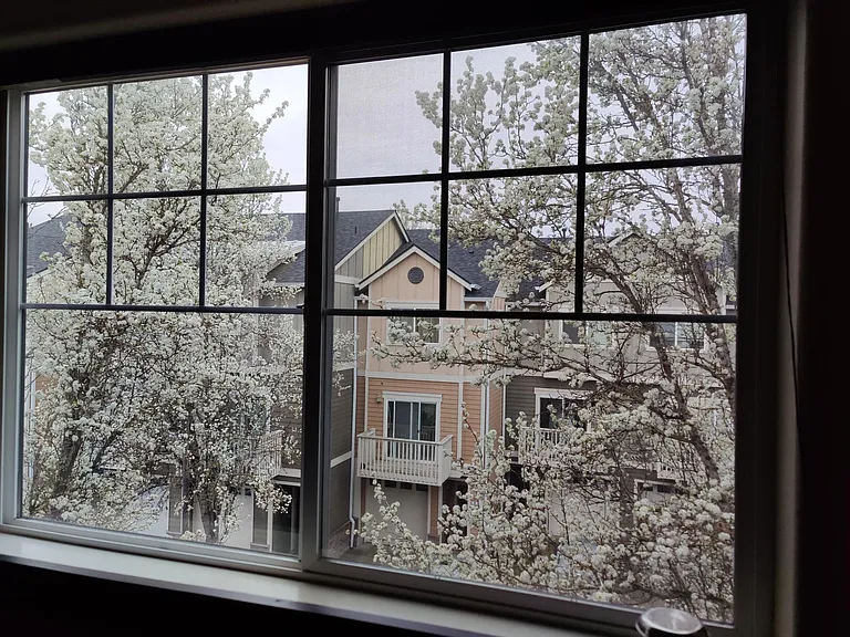 spring blossom view from 2nd bedroom window