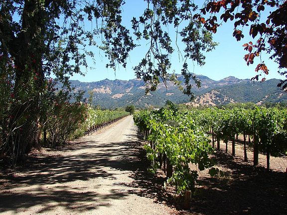 Vineyard behind property