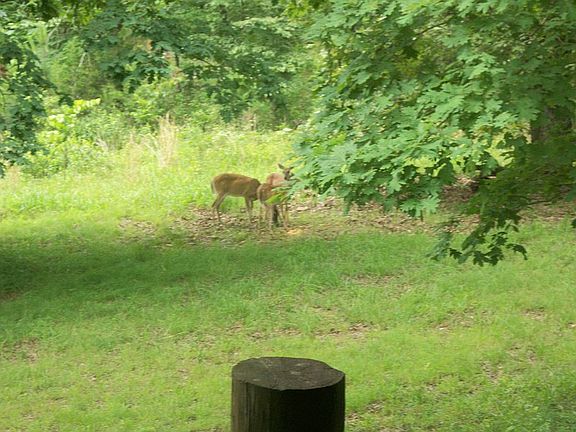 deer in the yard