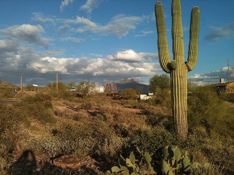 One of over 15 saguaros
