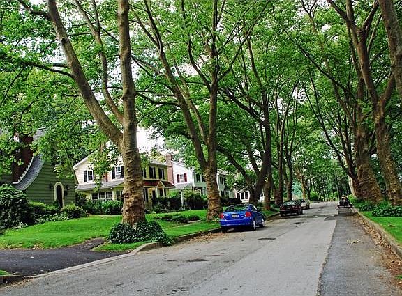 Quiet sycamore-lined cul-de-sac street.
