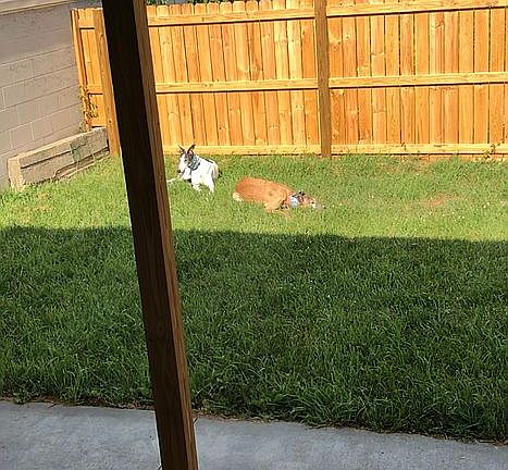 Private gated courtyard