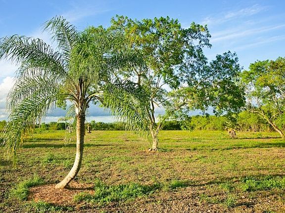 Bird feeders in the backyard.