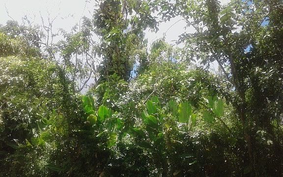 4th image of Alapai St Lot 61