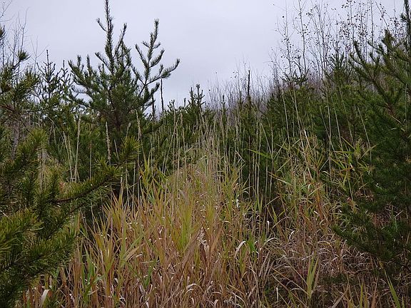 4th image of 12010 Gunflint Trl