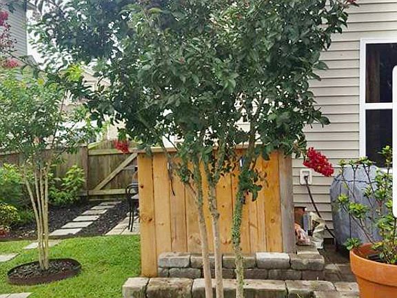 Blooming Crepe Myrtles