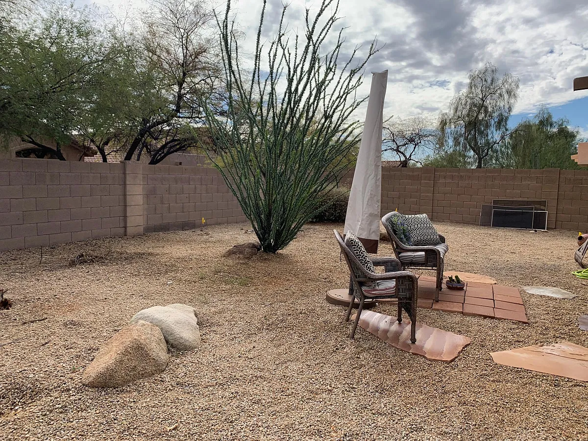 rear yard with desert landscape. Gorgeous ocotillo - 10317 E Penstamin Dr