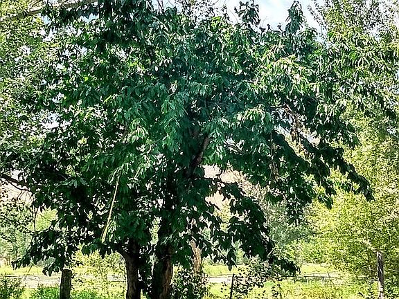 Mature Cherry tree
