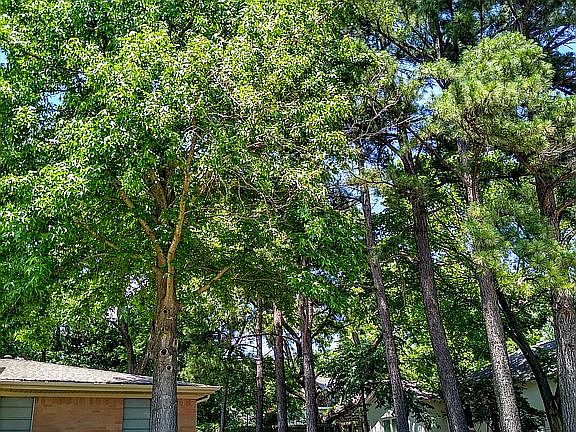East side showing pine trees