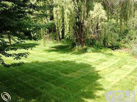 Backyard.JPG
