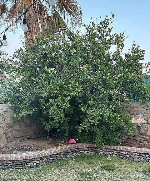 3640 Tierra Calida Dr — Photo 38