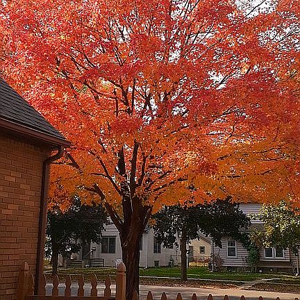 Beautiful Maple front yard