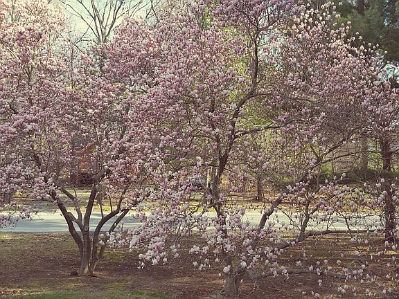 Beautiful Star Magnolias