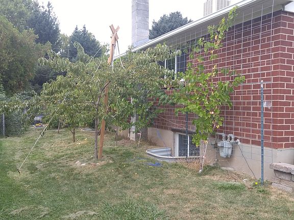 Healthy fruit trees and grap