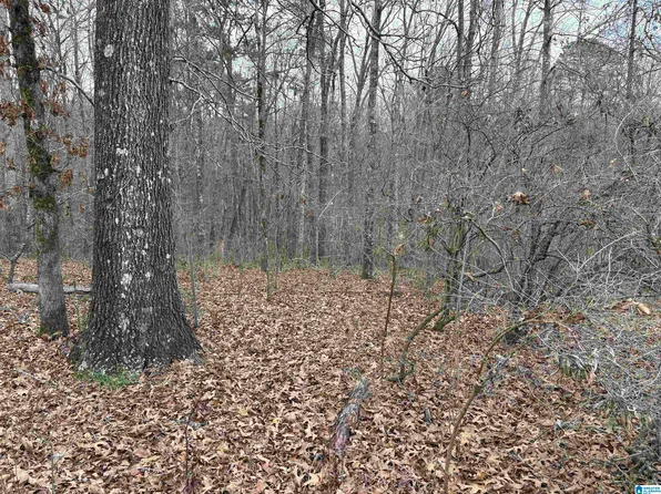 9906 Trammel Rd, Dora, AL 35062