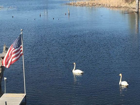 Our swan couple 