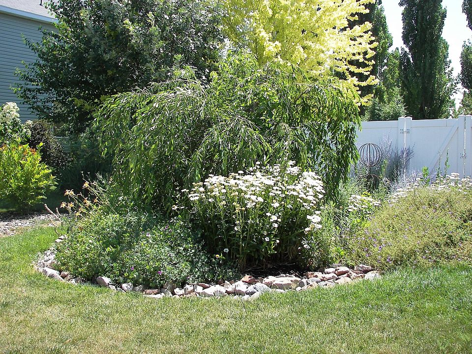 Front yard