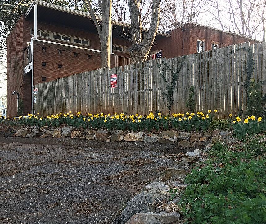 A host, of golden daffodils;