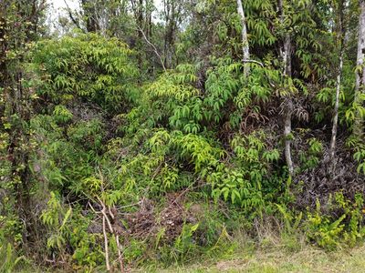 Ohia Ave, Volcano, HI, 96785